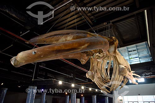  Detalhe de esqueleto de baleia Jubarte (Megaptera novaeangliae) na entrada do AquaRio - aquário marinho da cidade do Rio de Janeiro  - Rio de Janeiro - Rio de Janeiro (RJ) - Brasil