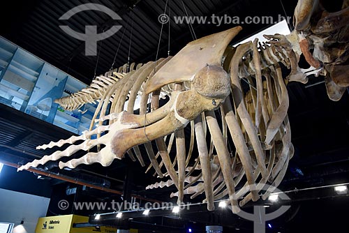  Detalhe de esqueleto de baleia Jubarte (Megaptera novaeangliae) na entrada do AquaRio - aquário marinho da cidade do Rio de Janeiro  - Rio de Janeiro - Rio de Janeiro (RJ) - Brasil