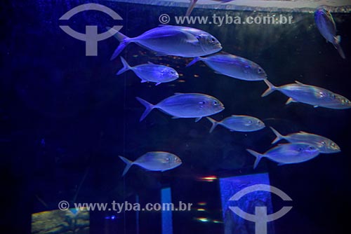  Peixes no AquaRio - aquário marinho da cidade do Rio de Janeiro  - Rio de Janeiro - Rio de Janeiro (RJ) - Brasil