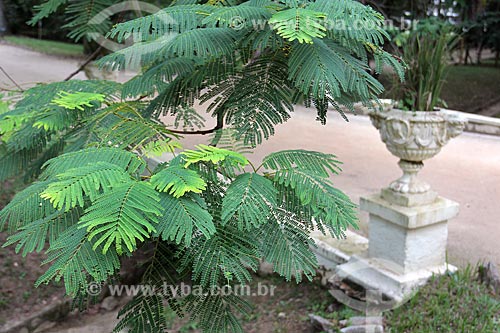  Detalhe de Acácia (Acacia parviceps) no Jardim Botânico do Rio de Janeiro  - Rio de Janeiro - Rio de Janeiro (RJ) - Brasil