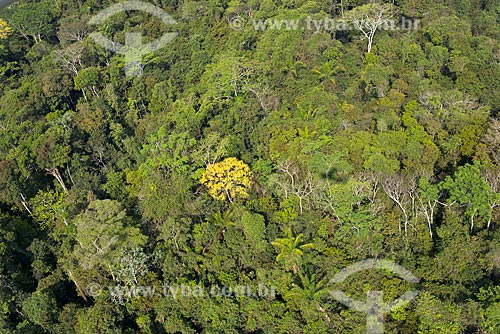  Foto aérea de Ipê-Amarelo na Floresta Amazônica  - São Félix do Xingu - Pará (PA) - Brasil