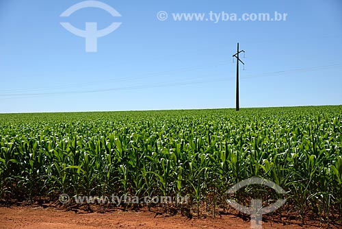  Plantação de milho  - Planaltina - Goiás (GO) - Brasil