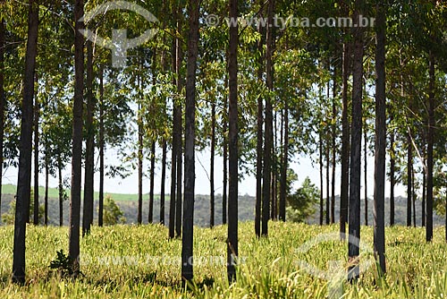  Plantação de eucaliptos  - Planaltina - Goiás (GO) - Brasil