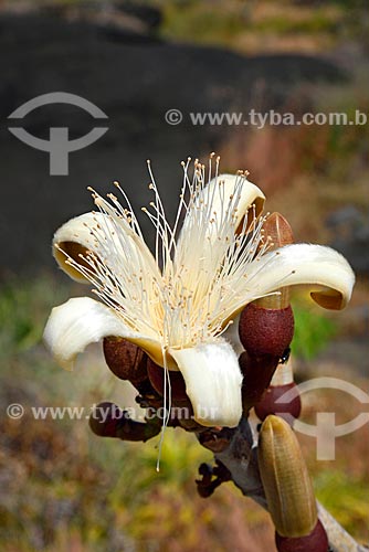  Detalhe de flor do imbiriçu (Pseudobombax longiflorum) no Parque Nacional da Chapada dos Veadeiros  - Alto Paraíso de Goiás - Goiás (GO) - Brasil