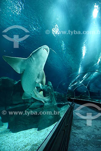  Tubarão no AquaRio - aquário marinho da cidade do Rio de Janeiro  - Rio de Janeiro - Rio de Janeiro (RJ) - Brasil