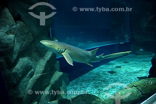  Tubarão no AquaRio - aquário marinho da cidade do Rio de Janeiro  - Rio de Janeiro - Rio de Janeiro (RJ) - Brasil