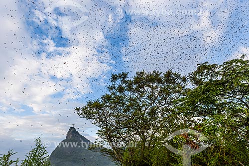  Formigas voadoras ao nascer do sol - Mirante Dona Marta  - Rio de Janeiro - Rio de Janeiro (RJ) - Brasil