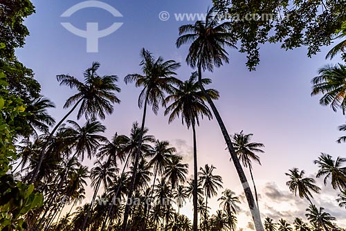  Vista de coqueiros durante o pôr do sol na orla da 3ª Praia  - Cairu - Bahia (BA) - Brasil
