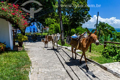  Cavalos no Morro de São Paulo  - Cairu - Bahia (BA) - Brasil