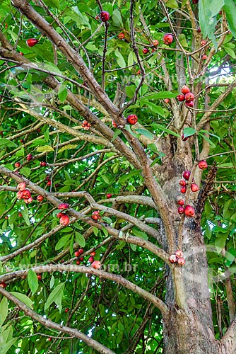  Jambo ainda no jambeiro (Syzygium jambos) - Vila de Velha Boipeba  - Cairu - Bahia (BA) - Brasil