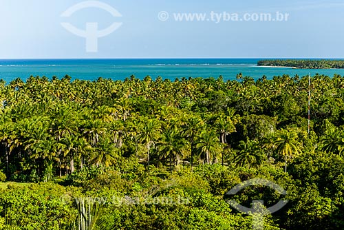  Vista geral de coqueiros na Costa do Dendê  - Cairu - Bahia (BA) - Brasil