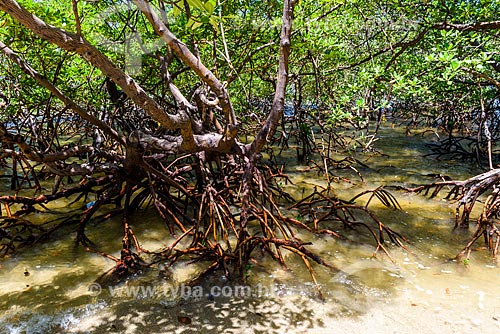  Mangue-vermelho (Rhizophora mangle) na Praia de Moreré  - Cairu - Bahia (BA) - Brasil