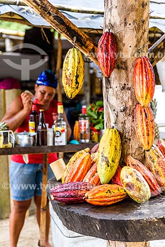  Cacaueiro (Theobroma cacao) em quiosque da Praia do Havaizinho  - Itacaré - Bahia (BA) - Brasil