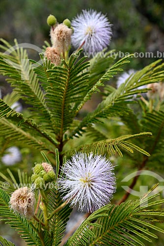  Detalhe de flores da Mimosa no Parque Nacional da Chapada dos Veadeiros  - Alto Paraíso de Goiás - Goiás (GO) - Brasil