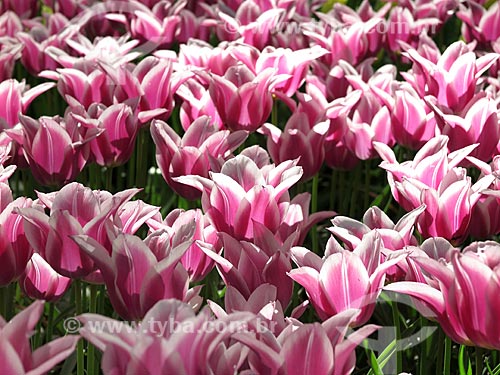  Flores do Parque Keukenhof  - Lisse - Holanda do Sul - Holanda