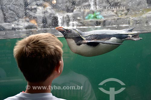  Pinguim-saltador-da-rocha (Eudyptes chrysocome) no Two Oceans Aquarium (Aquário Dois Oceanos)  - Cidade do Cabo - Província do Cabo Ocidental - África do Sul