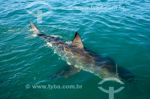  Tubarão branco - Oceano Índico  - Distrito de Overberg - Província do Cabo Ocidental - África do Sul