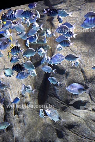  Detalhe de cardume no AquaRio - aquário marinho da cidade do Rio de Janeiro  - Rio de Janeiro - Rio de Janeiro (RJ) - Brasil