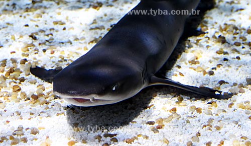  Detalhe de tubarão no AquaRio - aquário marinho da cidade do Rio de Janeiro  - Rio de Janeiro - Rio de Janeiro (RJ) - Brasil