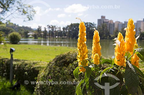  Detalhe de flor do camarão-amarelo (Pachystachys lutea) às margens do Lago de São Lourenço no Parque das Águas São Lourenço com prédios ao fundo  - São Lourenço - Minas Gerais (MG) - Brasil