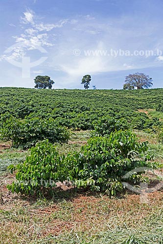  Plantação de café na Fazenda Serra Azul  - Carmo de Minas - Minas Gerais (MG) - Brasil