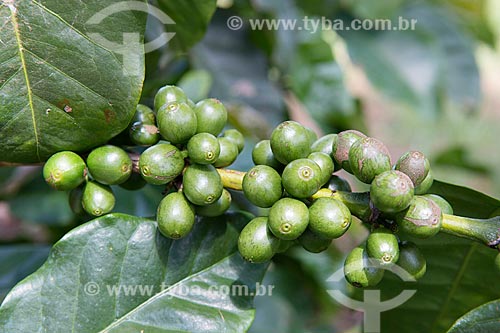 Detalhe de plantação de café na Fazenda Serra Azul  - Carmo de Minas - Minas Gerais (MG) - Brasil