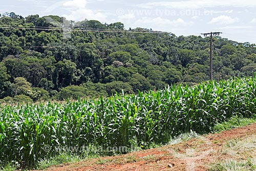  Plantação de milho na Fazenda Serra Azul  - Carmo de Minas - Minas Gerais (MG) - Brasil
