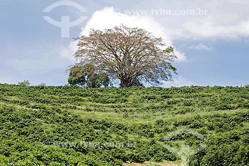  Plantação de café na Fazenda Serra Azul  - Carmo de Minas - Minas Gerais (MG) - Brasil