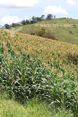  Plantação de milho na Fazenda Serra Azul  - Carmo de Minas - Minas Gerais (MG) - Brasil