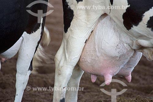  Detalhe de teta de vaca Holstein-Frísia - também conhecido como Gado Holandês - inchadas por doença bacteriana  - Carmo de Minas - Minas Gerais (MG) - Brasil