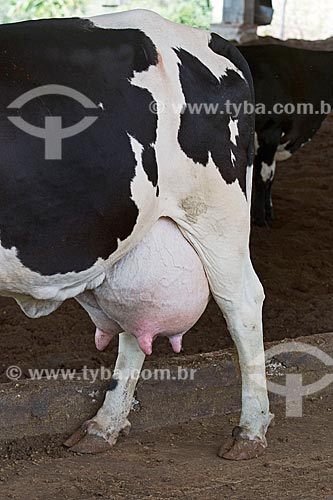  Detalhe de teta de vaca Holstein-Frísia - também conhecido como Gado Holandês - inchadas por doença bacteriana  - Carmo de Minas - Minas Gerais (MG) - Brasil
