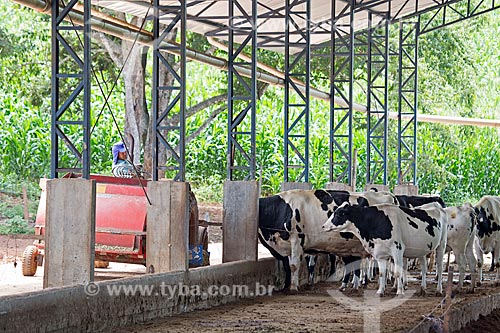  Gado Holstein-Frísia - também conhecido como Gado Holandês - criado no sistema de Compost barn  - Carmo de Minas - Minas Gerais (MG) - Brasil