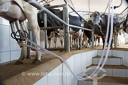  Detalhe de ordenha mecanizada de Gado Holstein-Frísia - também conhecido como Gado Holandês - na Fazenda Serra Azul  - Carmo de Minas - Minas Gerais (MG) - Brasil