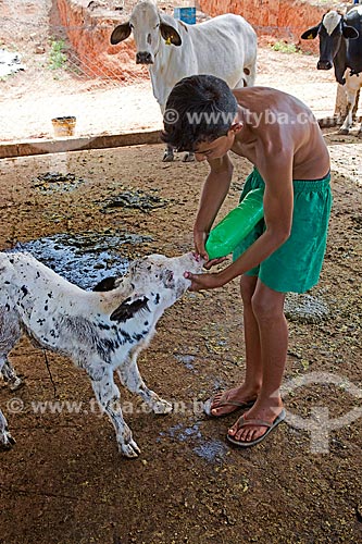  Menino dando leite à um bezerro na Fazenda Serra Azul  - Carmo de Minas - Minas Gerais (MG) - Brasil