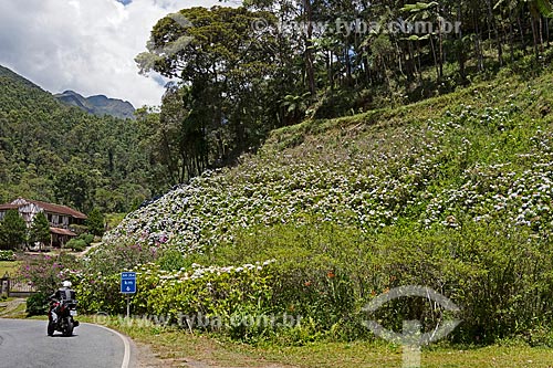  Hortênsias (Hydrangea macrophylla) às margens do km 6 da Rodovia BR-354 próximo ao Parque Nacional de Itatiaia  - Itatiaia - Rio de Janeiro (RJ) - Brasil
