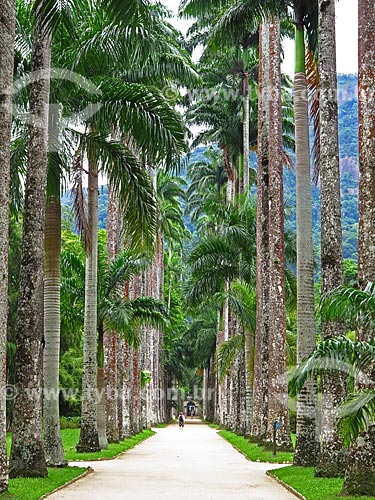  Vista da Alameda das Palmeira no Jardim Botânico do Rio de Janeiro  - Rio de Janeiro - Rio de Janeiro (RJ) - Brasil
