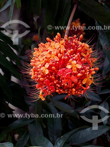  Detalhe da flor da açoca (Saraca indica) no Jardim Botânico do Rio de Janeiro  - Rio de Janeiro - Rio de Janeiro (RJ) - Brasil