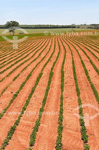  Vista geral de plantação de amendoim (Arachis hypogaea)  - Barretos - São Paulo (SP) - Brasil