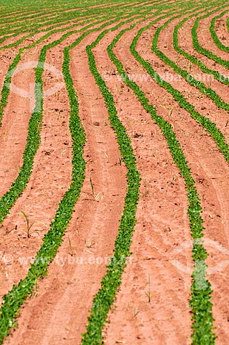  Vista geral de plantação de amendoim (Arachis hypogaea)  - Barretos - São Paulo (SP) - Brasil