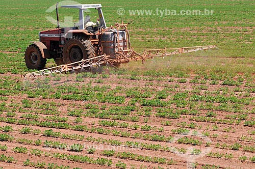  Trator aplicando defensivos em plantação de amendoim (Arachis hypogaea)  - Barretos - São Paulo (SP) - Brasil