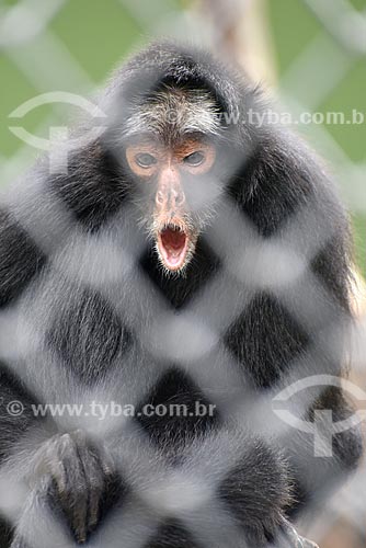  Detalhe de Macaco-aranha-de-cara-branca (Ateles marginatus) no Jardim Zoológico do Rio de Janeiro  - Rio de Janeiro - Rio de Janeiro (RJ) - Brasil