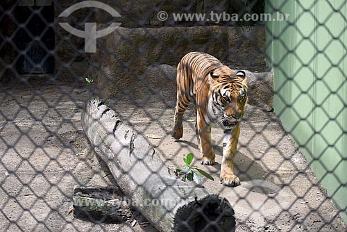  Detalhe de tigre (Panthera tigris) no Jardim Zoológico do Rio de Janeiro  - Rio de Janeiro - Rio de Janeiro (RJ) - Brasil
