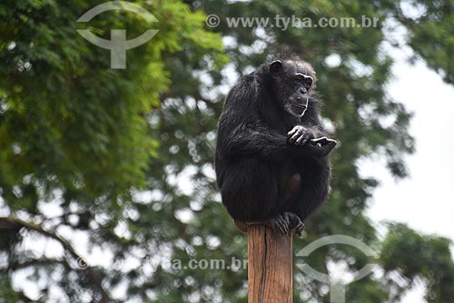  Chimpanzé-comum (Pan troglodytes) no topo de um poste de madeira no Jardim Zoológico do Rio de Janeiro  - Rio de Janeiro - Rio de Janeiro (RJ) - Brasil