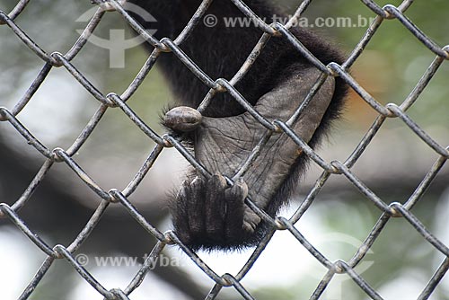  Detalhe de pata de primata no Jardim Zoológico do Rio de Janeiro  - Rio de Janeiro - Rio de Janeiro (RJ) - Brasil