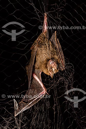  Detalhe de morcego (Chiroderma doriae) preso em armadilha na Reserva Ecológica de Guapiaçu  - Cachoeiras de Macacu - Rio de Janeiro (RJ) - Brasil