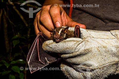  Detalhe de morcego (Chiroderma doriae) capturado por pesquisadores na Reserva Ecológica de Guapiaçu  - Cachoeiras de Macacu - Rio de Janeiro (RJ) - Brasil