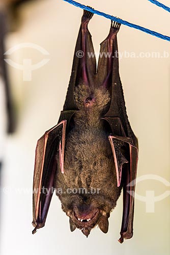  Detalhe de morcego (Chiroderma doriae) na Reserva Ecológica de Guapiaçu  - Cachoeiras de Macacu - Rio de Janeiro (RJ) - Brasil