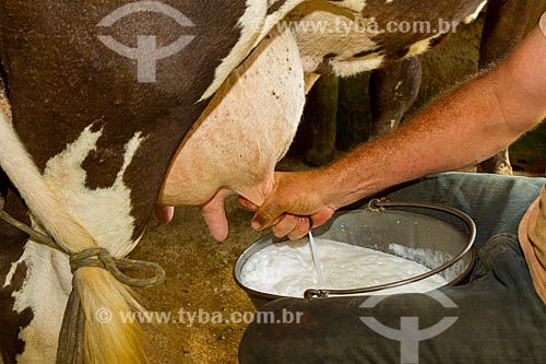  Detalhe de ordenha em gado leiteiro  - Guarani - Minas Gerais (MG) - Brasil