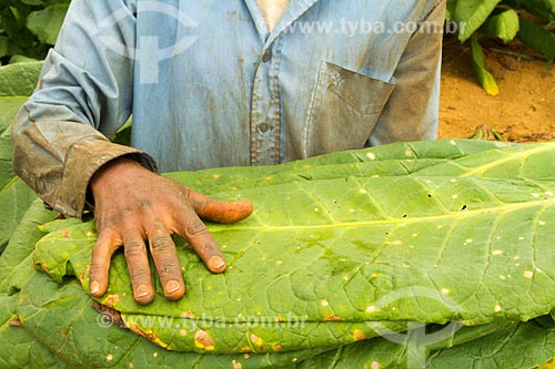  Detalhe de colheita de folhas de tabaco  - Guarani - Minas Gerais (MG) - Brasil