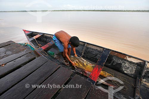  Menino descarregando peixes de canoa na Comunidade Ribeirinha São Francisco do Aiucá  - Uarini - Amazonas (AM) - Brasil